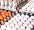 قیمت تخم مرغ اصلاح شد/ قیمت هر کیلو برای مصرف کننده؛ ۵۶ هزار تومان