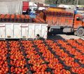 عرضه پرحجم گوجه فرنگی در بازار تا چند روز آینده