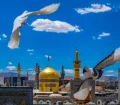 برنامه‌های سالروز میلاد امام زمان (عج) در حرم امام رضا (ع) اعلام شد