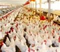 مرغ‌ها تخم نکنند تا بازار به تعادل برسد/ رایزنی با روسیه برای صادرات تخم مرغ