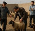 اسرار بازار دام زنده؛ چرا گوشت گوسفند از دامداری تا بازار دو برابر می‌شود؟