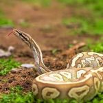 آنتی‌زهر نانویی؛ پایانی برای کشنده‌ترین نیش‌های مار