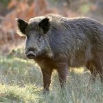 کشتزارها لرزان؛ گرازها به خط