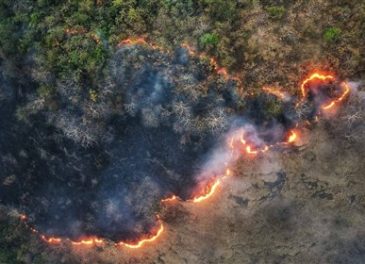 آتش‌سوزی‌های سریالی در جنگل‌های شمال ادامه دارد؛ این بار توسکستان!