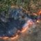 آتش‌سوزی‌های سریالی در جنگل‌های شمال ادامه دارد؛ این بار توسکستان!