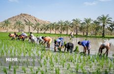 برنج‌کاری در دل کویر؛ معجزه مدیریت آب و همت کشاورزان بلوچ