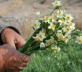 «نرگس خراسان‌جنوبی در اوج کیفیت»
