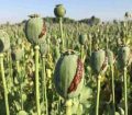 ورود مجلس به روند اجرای مصوبه کشت شقایق ایرانی