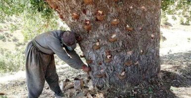 صمغ ایلام؛ گنجینهای در محاصره زخمهای بیکران