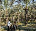 گچساران به استقبال خرمای مجول رفت