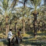 گچساران به استقبال خرمای مجول رفت