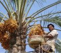 سردی قیمت‌ در خرماپزان بم؛ وقتی سود به جیب دلال می‌رود