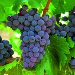 انگور ناشتا چه خواصی دارد؟